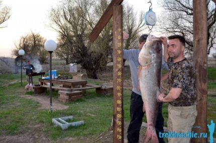 Рыбалка в Трехречье весной - трофейный толстолобик (Ахтуба, Харабали, база Трехречье)