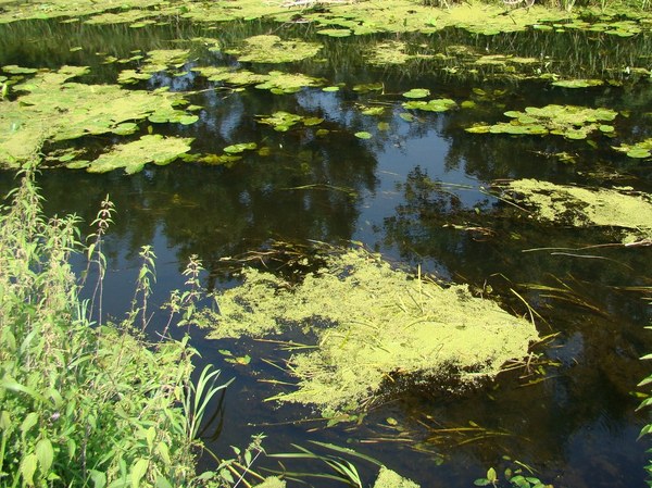 Зарастание водной растительностью. Пруд заросший Воронежская область. Маленький пруд зарос высокой травой. Заросший водяной. Опускался вечер через прибрежные заросли на воду
