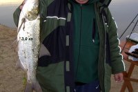 Жерех 3 кг на кастмастер с берега - рыбалка на Ахтубе в октябре