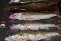 Рыбалка троллингом на судака, щуку и берша в ноябре. Рыболовная база Трехречье на Ахтубе