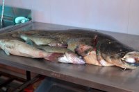 Рыбалка на Ахтубе в июне (рыболовная база \"Трехречье\")