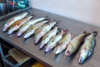 Рыбалка на судака в июне в Трехречье (рыболовная база на Ахтубе)