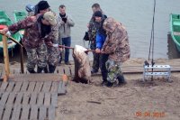 Взятие трофейного сома 70 кг на Ахтубе (рыболовная база Трехречье в начале апреля)
