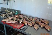 Улов белой рыбы на Ахтубе в августе. Рыболовная база \"Трехречье\"