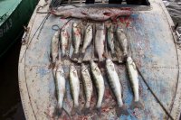 Весенняя рыбалка в Трехречье