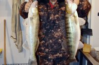 Рыболовная база \"Трехречье\" на Ахтубе - трофейный судак в ноябре 2016