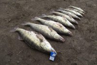 Отличный улов осеннего судака на Ахтубе, рыболовная база Трехречье