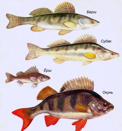Хищные рыбы семейства окуневых: судак, берш, окунь, ёрш