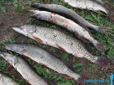 Отчет о рыбалке на Ахтубе в октябре, ерик Бирючий