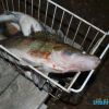 Рыбалка в Трехречье поздней осенью - судак на джиг и троллинг