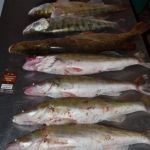 Рыбалка троллингом на судака, щуку и берша в ноябре. Рыболовная база Трехречье на Ахтубе