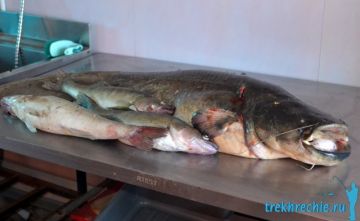 Рыбалка в июне (Рыболовная база "Трехречье" на Ахтубе)