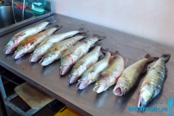 Ловля судака на Ахтубе в июне (рыболовная база "Трехречье"