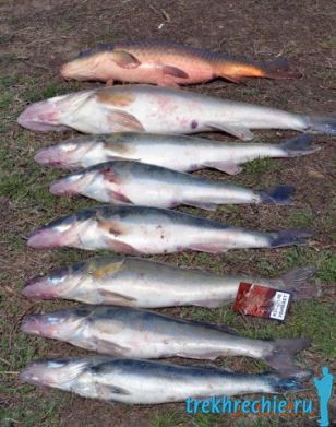 Как сохранить рыбу свежей во время рыбалки