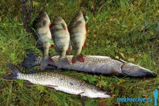 Рыбалка на хищника на Ахтубе осенью