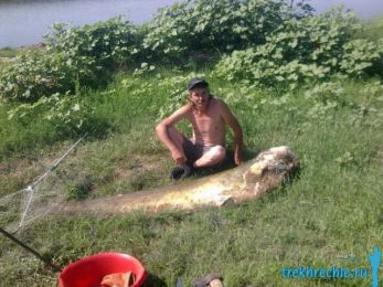 трофейный сом, рыбалка на Ахтубе летом