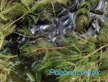 Реголистник - водяное растение, которое избегает рыба